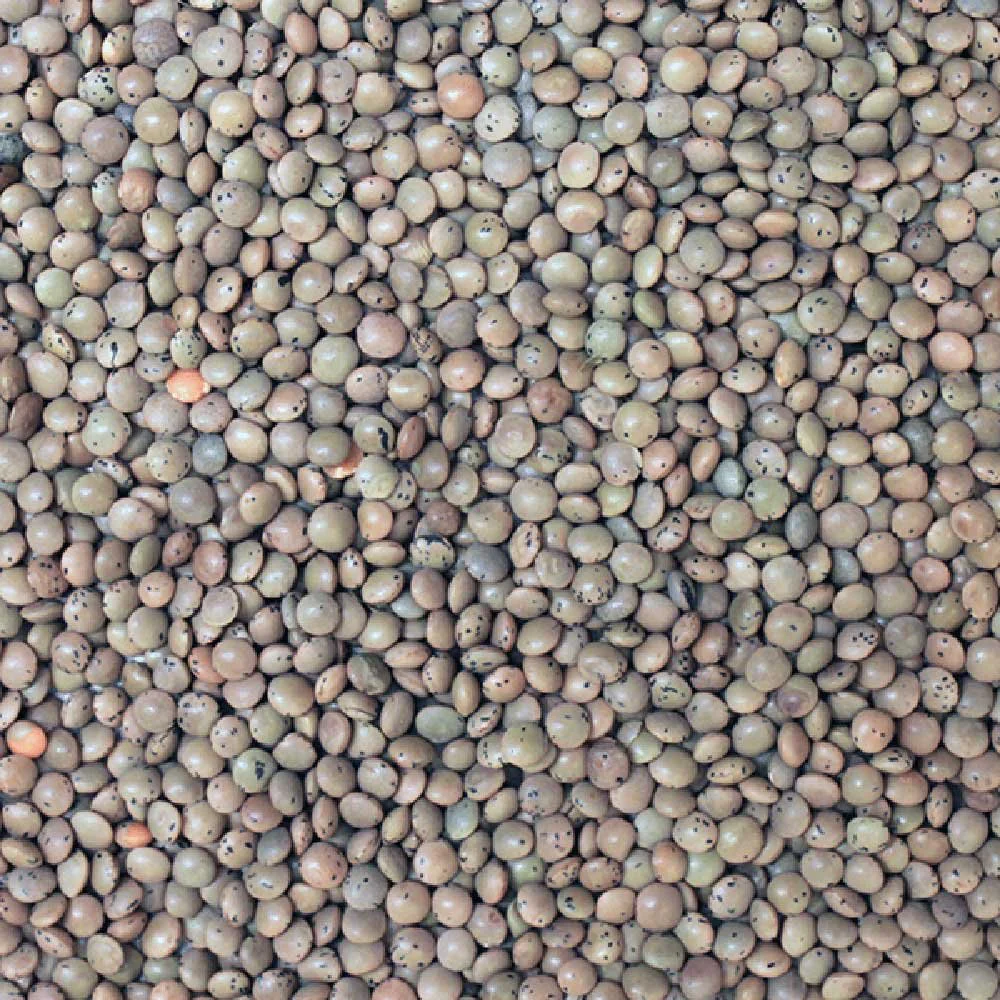 brown lentil
